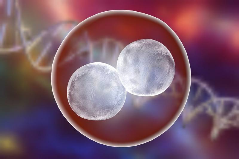 Transferencia embrionaria blastocito
