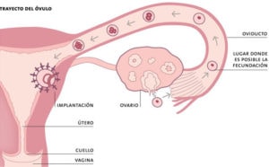 Implantación del embrión en el útero