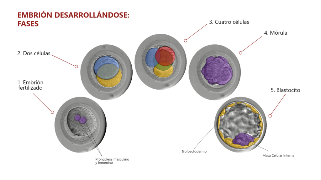 embrión desarrollándose fases