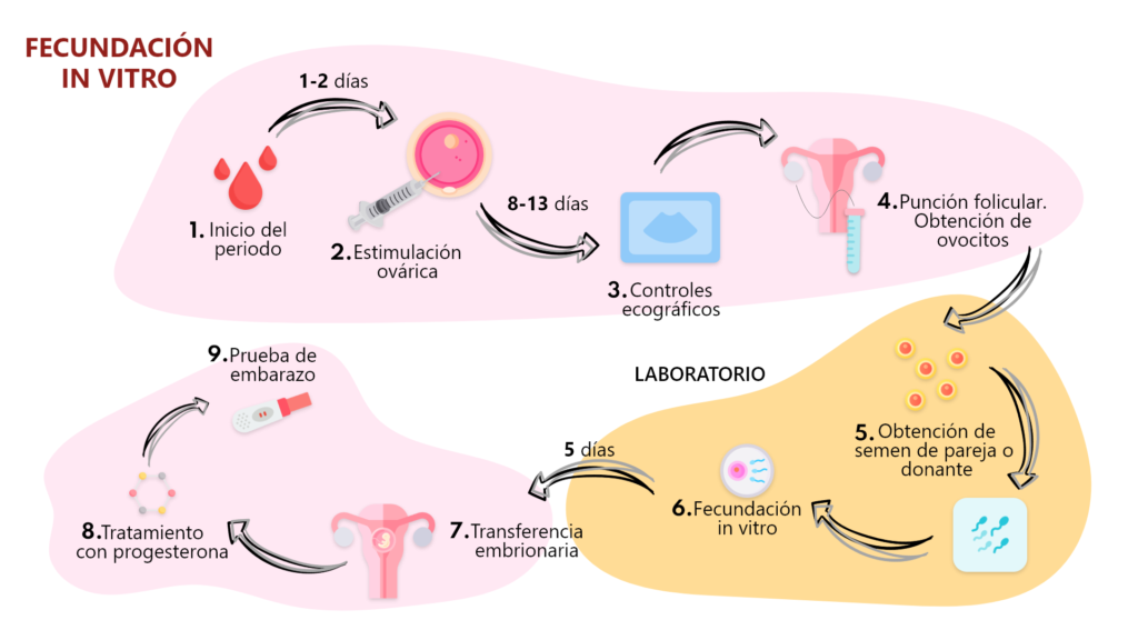etapas fecundacion in vitro